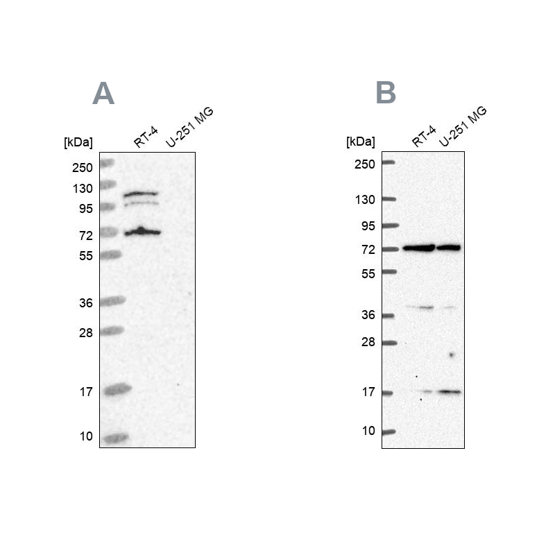 Atlas Antibodies Anti-ARAF Antibody