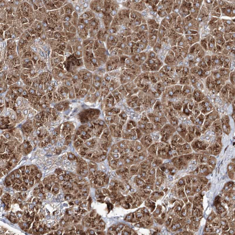 Atlas Antibodies Anti-ARCN1 Antibody