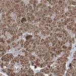 Atlas Antibodies Anti-ARCN1 Antibody