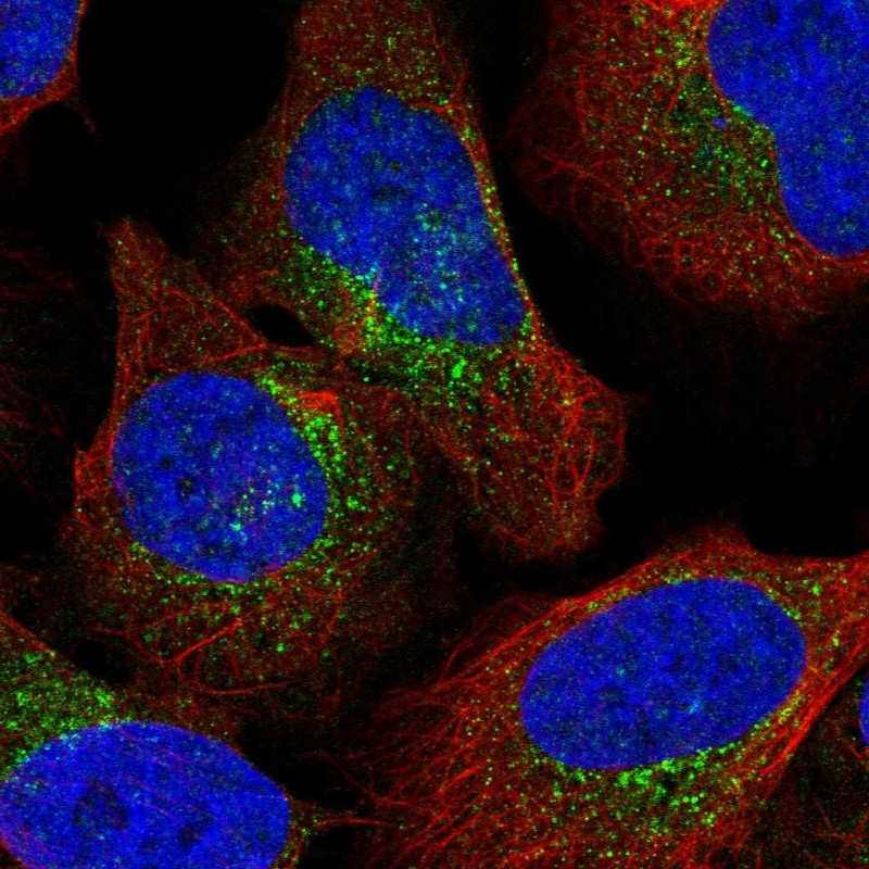 Atlas Antibodies Anti-ARCN1 Antibody