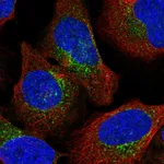 Atlas Antibodies Anti-ARCN1 Antibody