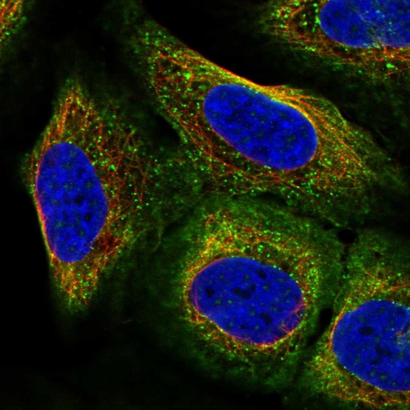 Atlas Antibodies Anti-ARC Antibody