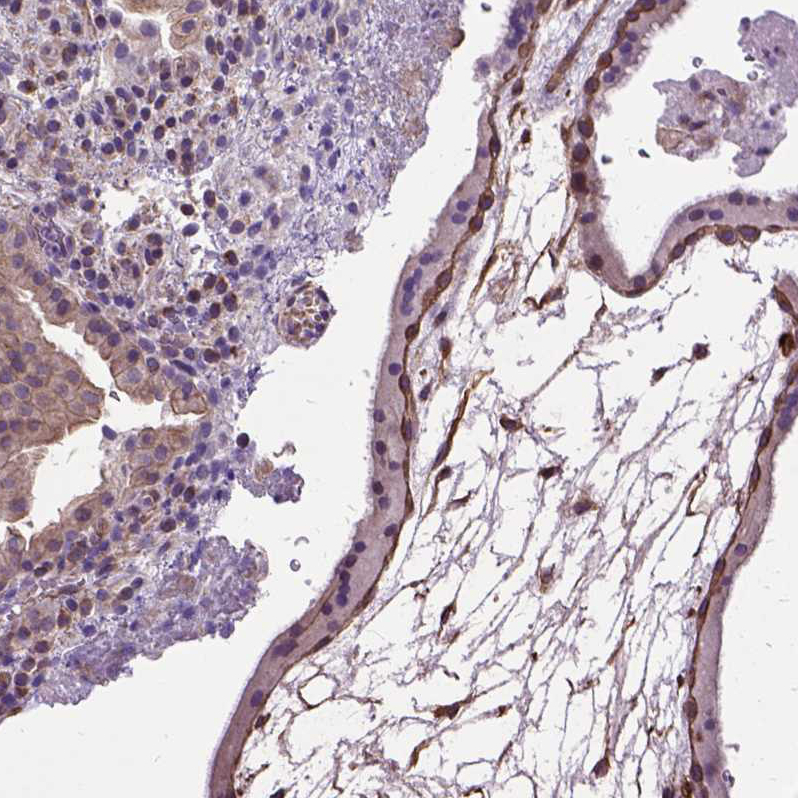Atlas Antibodies Anti-AREG Antibody