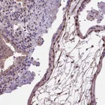 Atlas Antibodies Anti-AREG Antibody