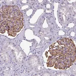 Atlas Antibodies Anti-AREL1 Antibody