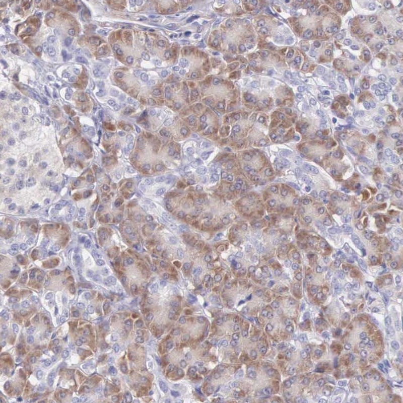 Atlas Antibodies Anti-ARFGAP3 Antibody