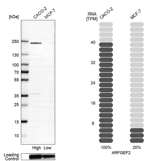 Atlas Antibodies Anti-ARFGEF2 Antibody