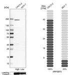 Atlas Antibodies Anti-ARFGEF2 Antibody