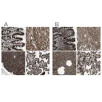 Atlas Antibodies Anti-ARFGAP2 Antibody