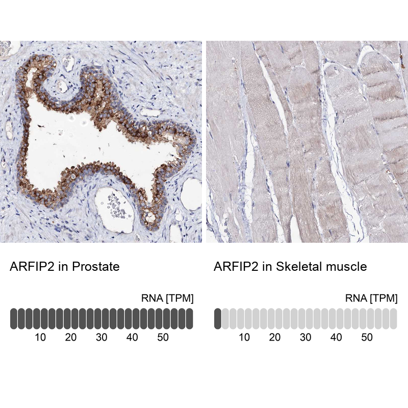 Atlas Antibodies Anti-ARFIP2 Antibody