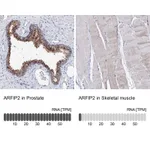 Atlas Antibodies Anti-ARFIP2 Antibody