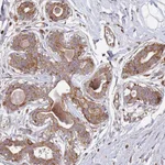 Atlas Antibodies Anti-ARFRP1 Antibody