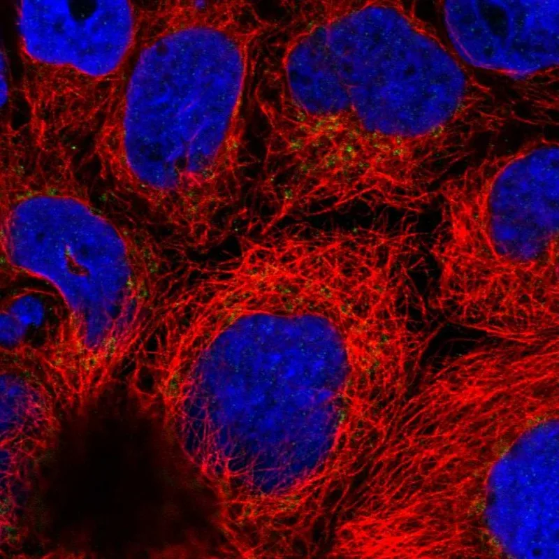 Atlas Antibodies Anti-ARFRP1 Antibody