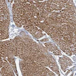 Atlas Antibodies Anti-ARGFX Antibody