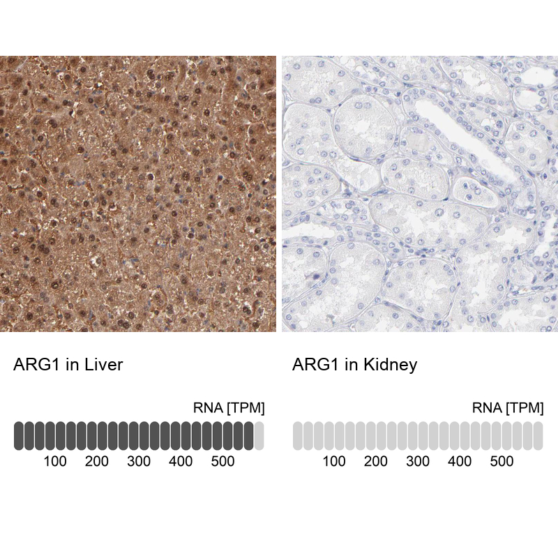 Atlas Antibodies Anti-ARG1 Antibody