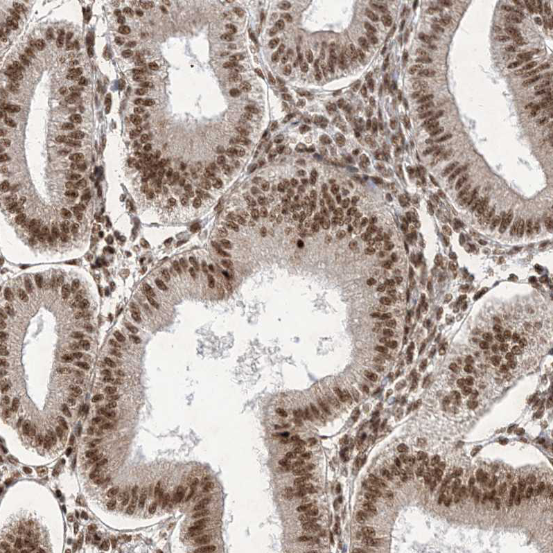 Atlas Antibodies Anti-ARGLU1 Antibody
