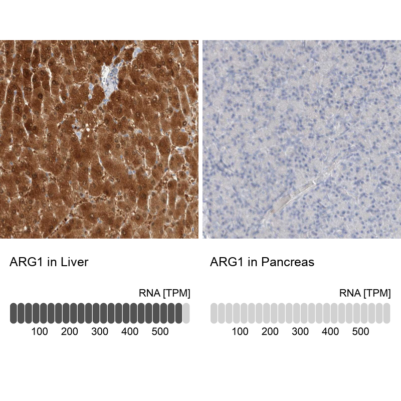 Atlas Antibodies Anti-ARG1 Antibody