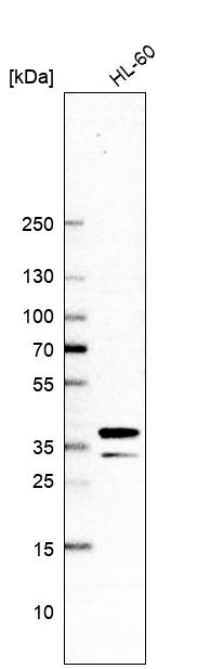 Atlas Antibodies Anti-ARGLU1 Antibody