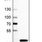 Atlas Antibodies Anti-ARGLU1 Antibody