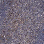 Atlas Antibodies Anti-ARHGAP11A Antibody