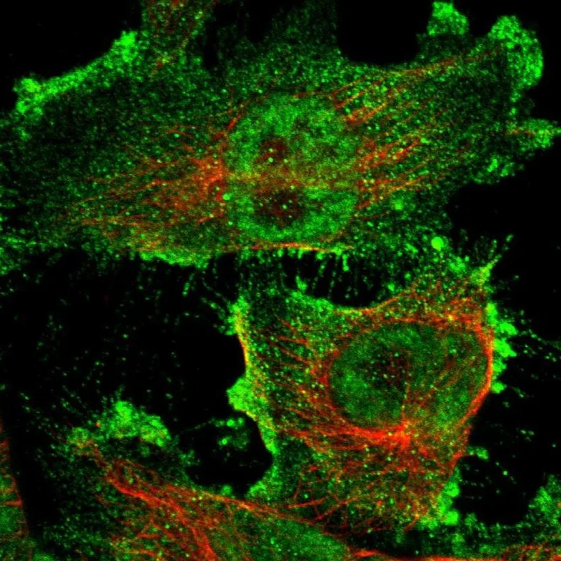 Atlas Antibodies Anti-ARHGAP23 Antibody