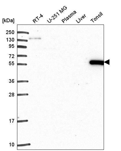 Atlas Antibodies Anti-ARHGAP27 Antibody