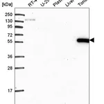 Atlas Antibodies Anti-ARHGAP27 Antibody