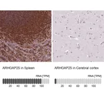 Atlas Antibodies Anti-ARHGAP25 Antibody