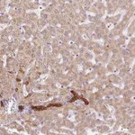 Atlas Antibodies Anti-ARHGAP32 Antibody