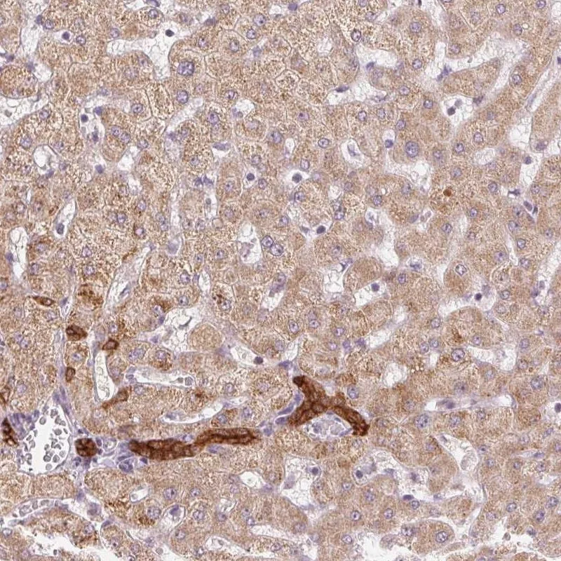 Atlas Antibodies Anti-ARHGAP32 Antibody