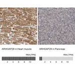 Atlas Antibodies Anti-ARHGAP29 Antibody