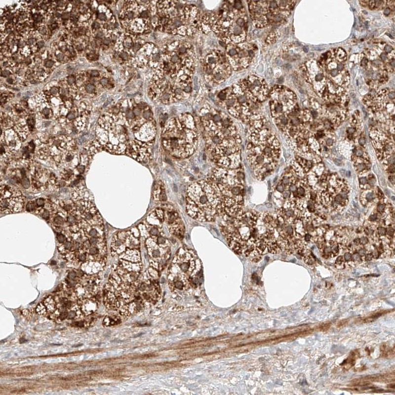 Atlas Antibodies Anti-ARHGAP33 Antibody