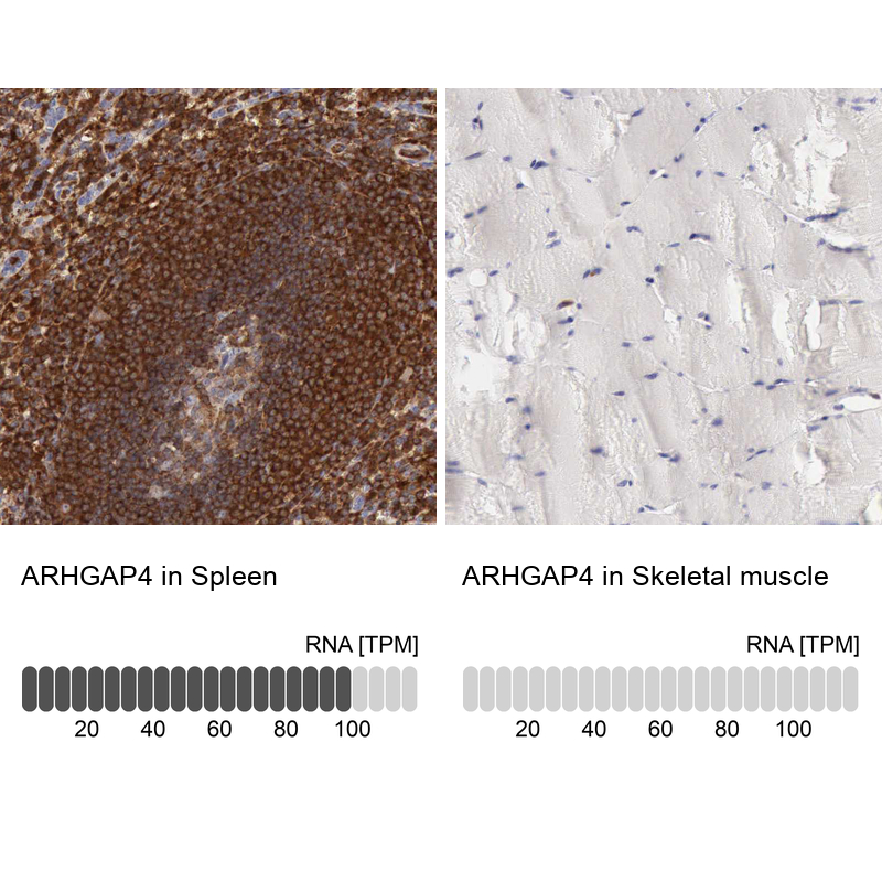Atlas Antibodies Anti-ARHGAP4 Antibody