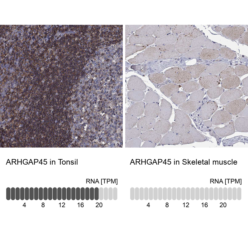 Atlas Antibodies Anti-ARHGAP45 Antibody