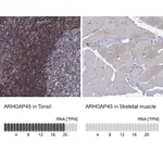 Atlas Antibodies Anti-ARHGAP45 Antibody