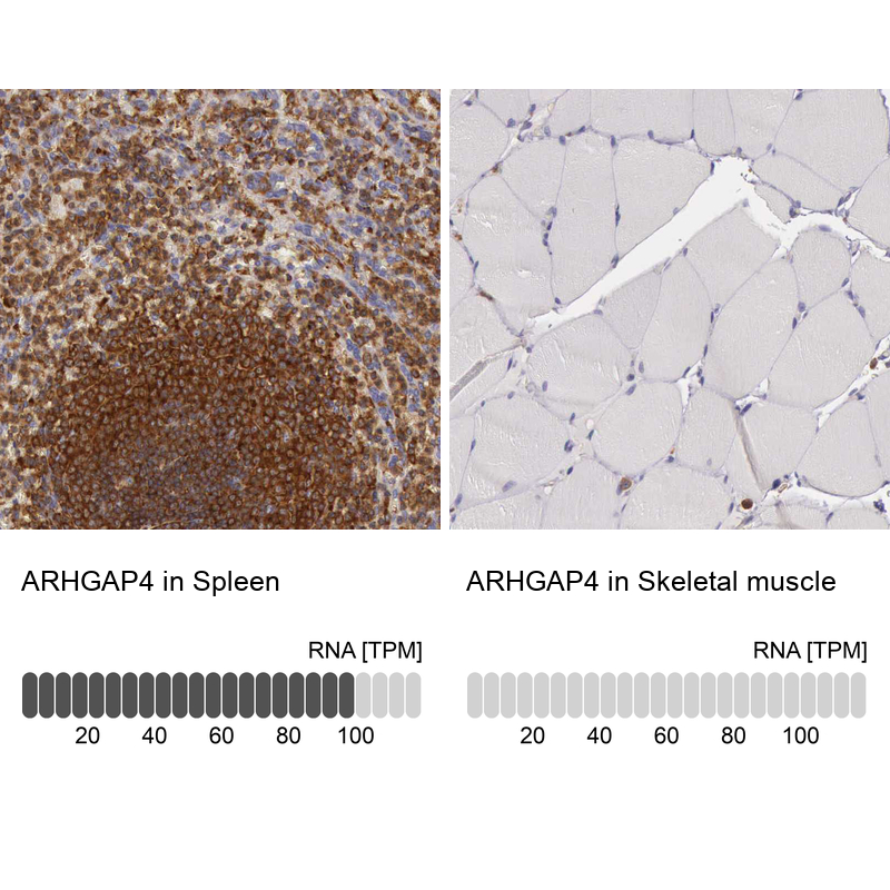 Atlas Antibodies Anti-ARHGAP4 Antibody