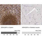 Atlas Antibodies Anti-ARHGAP4 Antibody