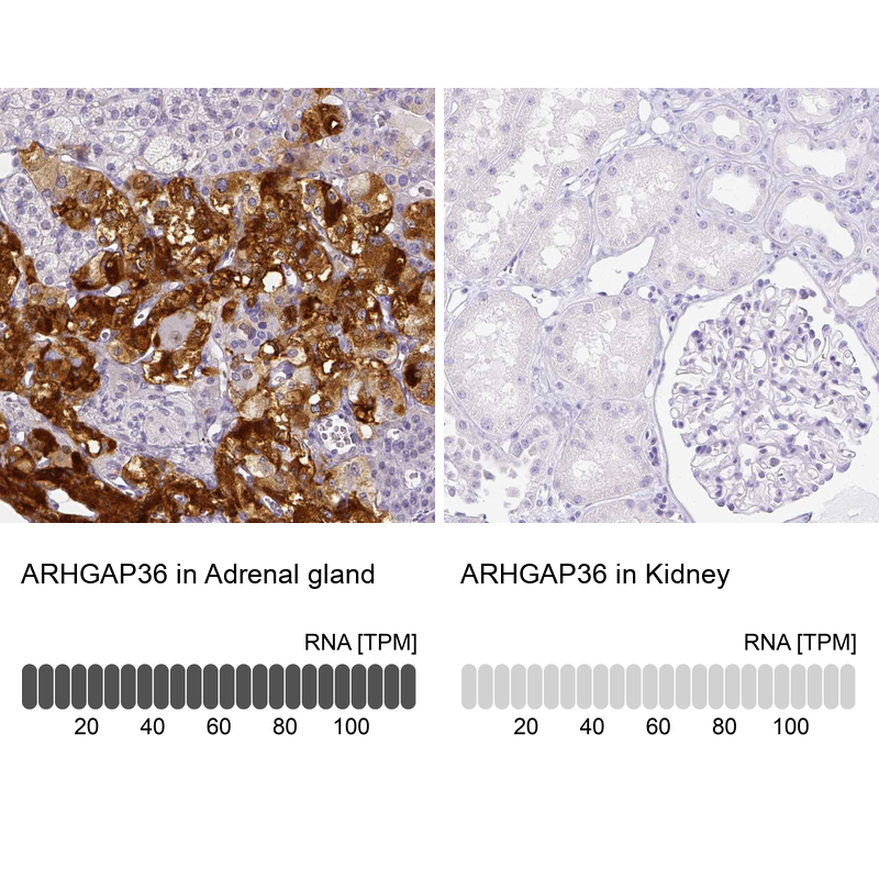 Atlas Antibodies Anti-ARHGAP36 Antibody