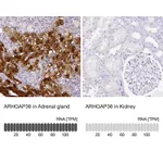 Atlas Antibodies Anti-ARHGAP36 Antibody
