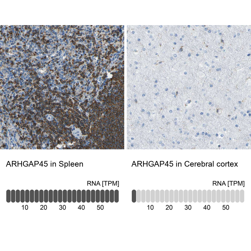 Atlas Antibodies Anti-ARHGAP45 Antibody