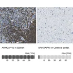 Atlas Antibodies Anti-ARHGAP45 Antibody
