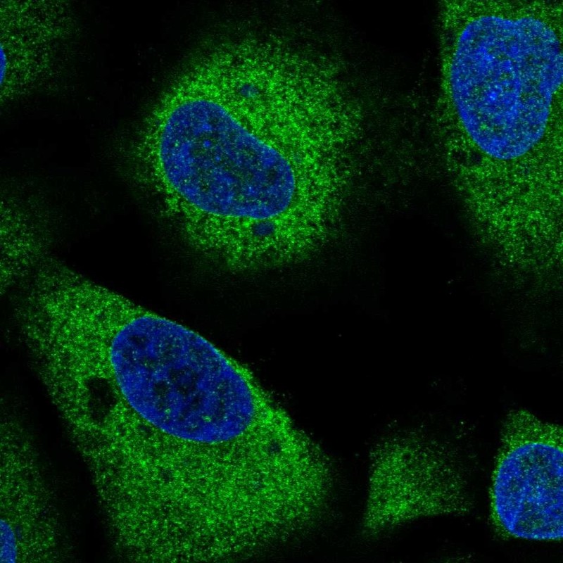 Atlas Antibodies Anti-ARHGAP5 Antibody