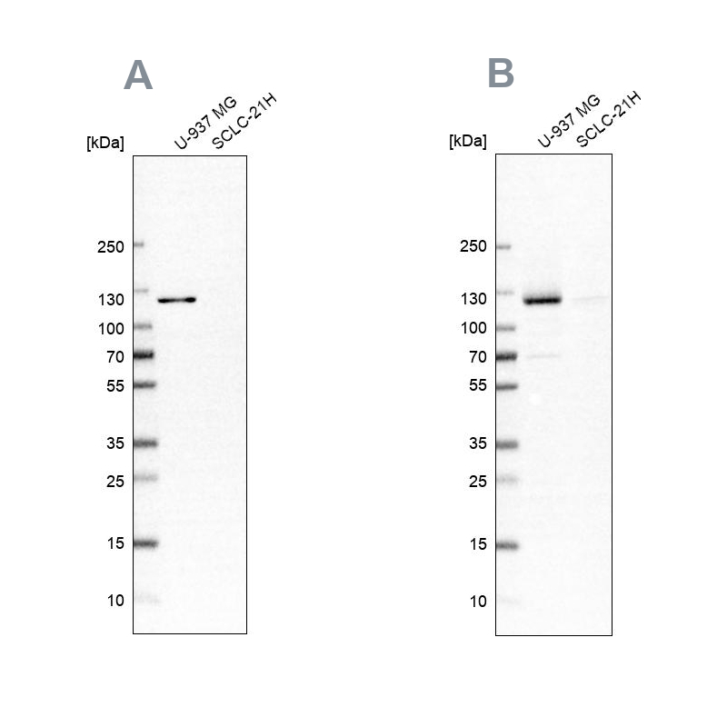 Atlas Antibodies Anti-ARHGEF1 Antibody