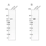 Atlas Antibodies Anti-ARHGEF1 Antibody
