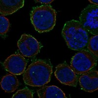 Atlas Antibodies Anti-ARHGAP9 Antibody
