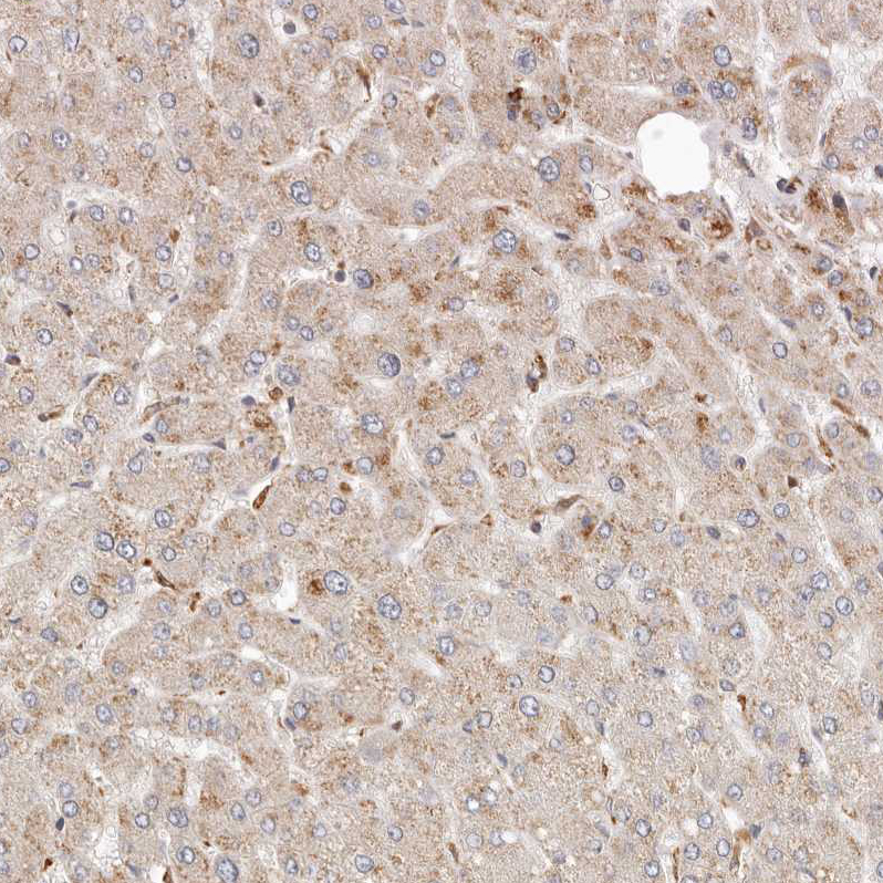 Atlas Antibodies Anti-ARHGEF10L Antibody