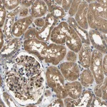 Atlas Antibodies Anti-ARHGEF12 Antibody