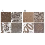 Atlas Antibodies Anti-ARHGEF11 Antibody