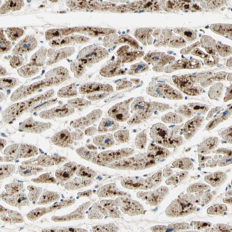 Atlas Antibodies Anti-ARHGEF17 Antibody