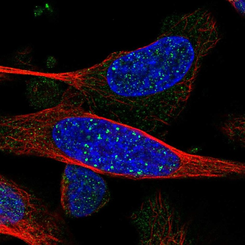 Atlas Antibodies Anti-ARHGEF19 Antibody